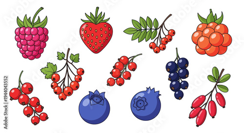 Assorted Fresh Berries Collection: Strawberry, Raspberry, Blueberry, Currant, Rowan