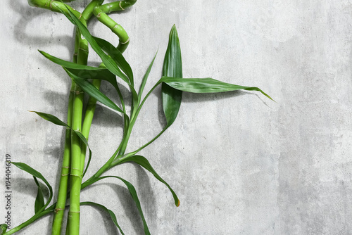 Green bamboo stems on grung...