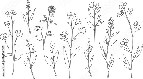 Set of 10 hand-drawn outline wild flower and plant vector illustrations, minimalist botanical line art collection for spring design