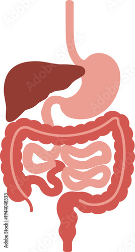 Human digestive system anatomy vector illustration, stomach liver intestines colon medical diagram, gastrointestinal tract organ structure healthcare education isolated