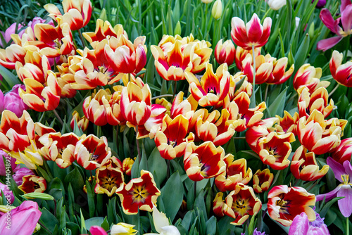 Photos Tulips are a triumph of gavotte with beautiful buds
