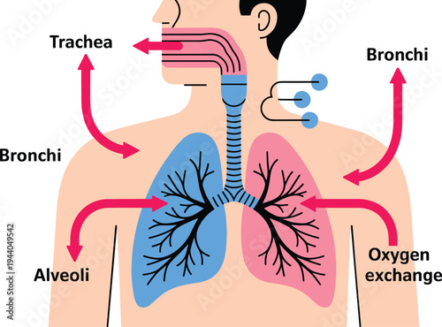 Human respiratory system diagram, lungs trachea bronchi alveoli illustration, oxygen exchange process chart, medical anatomy infographic, breathing system education