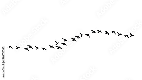 A stunning flock of birds in flight, soaring through the sky in perfect formation, a breathtaking sight to behold, nature's beauty at its finest