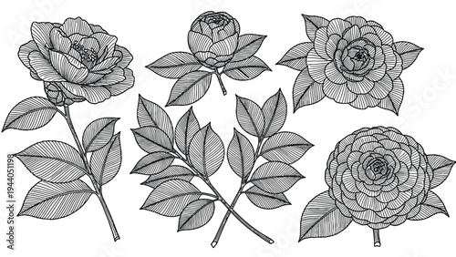 Exquisite camellia flowers and leaves, detailed line art, botanical illustration, natural beauty, isolated floral elements for design