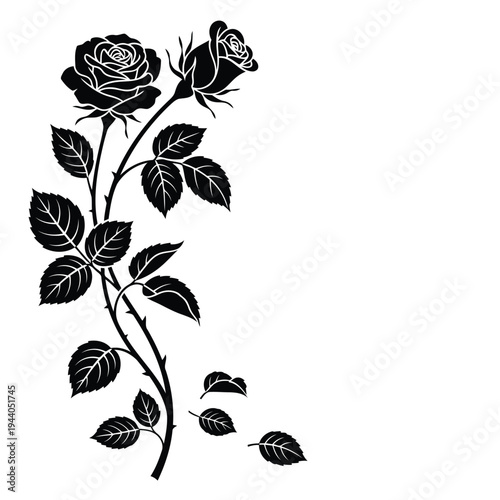 Elegant black and white illustration of a climbing rose with two blooms Vector