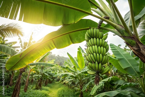 Lush banana plantation in the sunlight, showcasing ripe bunches among vibrant green foliage