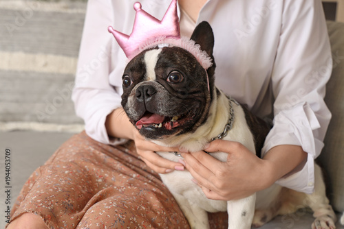 Cute French bulldog in crow...
