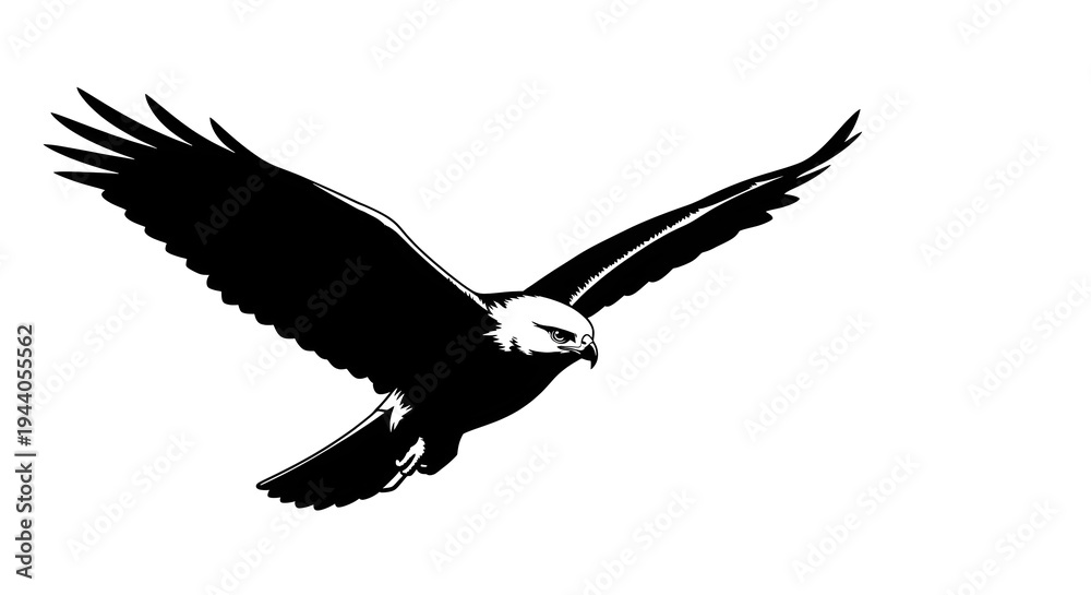 Obraz premium eagle in flight