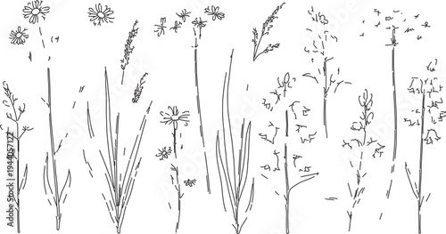 Set of 20 detailed hand-drawn wild grass and wildflower vector illustrations, black and white botanical elements for nature designs