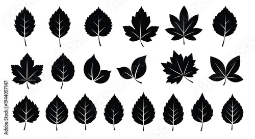 Collection of diverse black and white maple leaf illustrations in a grid layout Vector