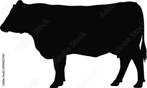 Detailed black silhouette of a cow standing on a white background for farm animals, livestock industry, beef production, and dairy vector. (22 words)