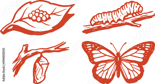 Butterfly Life Cycle Set Caterpillar Chrysalis and Butterfly Vector Illustration.