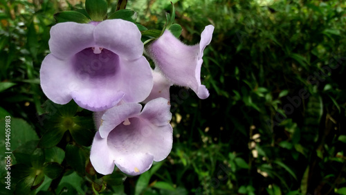 Soft purple trumpet shaped flowers blooming in natural garden with green foliage background delicate floral macro showing fresh botanical beauty