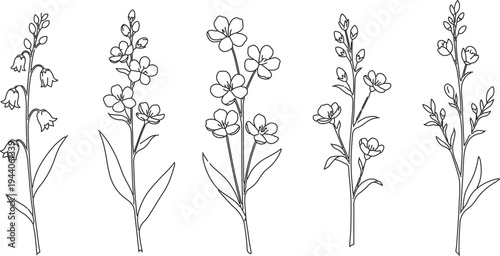Set of 5 hand-drawn black and white wildflower vector illustrations, delicate botanical line art for spring and summer designs