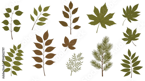 Various green and brown leaves are arranged on a white background