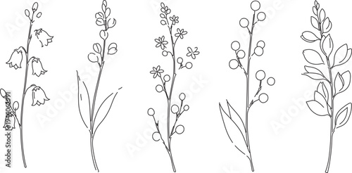 Set of 5 hand-drawn line art botanical plant illustrations vector, featuring various flowers, berries, and leaves for design projects