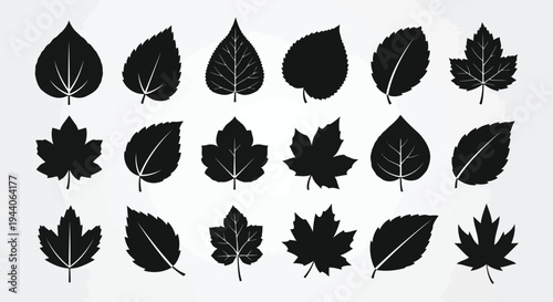 Collection of diverse maple leaf designs in black and white silhouette style Vector