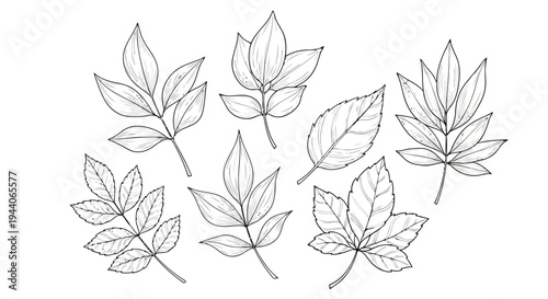 Diverse collection of botanical leaves in detailed line drawings Vector
