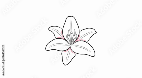 Stylized line drawing of a lily with six petals and detailed stamen
