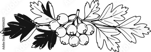 A black and white illustration of a cluster of berries on a branch