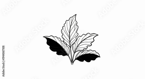 Black and white outline drawing of a cluster of plant leaves with dark shading