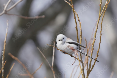 Shima‑Enaga Resting on Leafless Twig Under Clear Sky