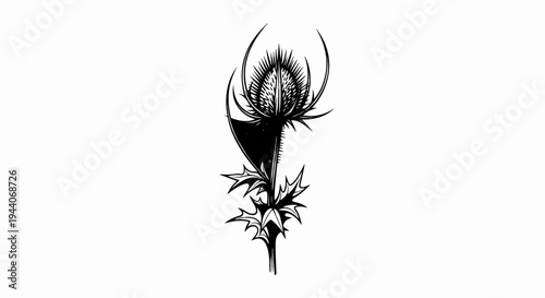 Stylized black and white drawing of a thistle flower with spiky petals and leaves