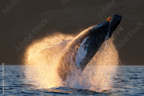 Humpback whale (Megaptera novaeangliae) breaching in light from midnight sun, Kvaloya, Troms, Norway, Norwegian Sea. July. 