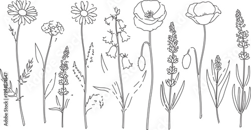 Set of 10 hand-drawn outline wild flowers and herbs vector illustrations, including chamomile, poppy, lavender, and bellflower, for botanical designs
