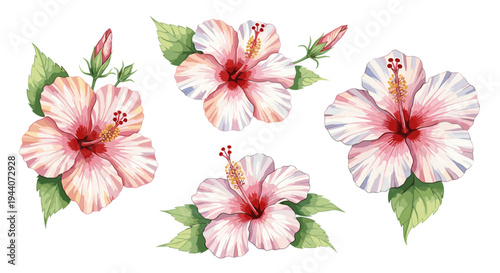Watercolor hibiscus flowers with buds and green leaves on a white background