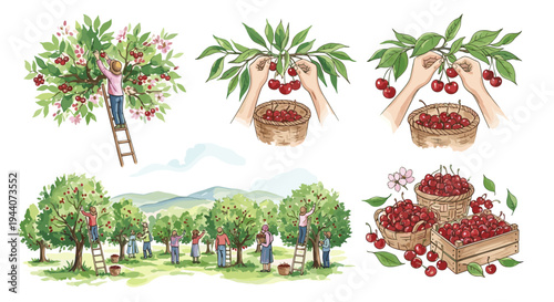 Cherry picking season in full swing with people harvesting ripe red cherries from trees