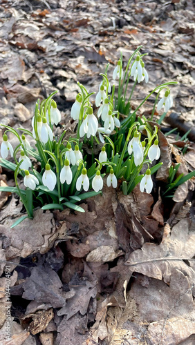 Spring primroses under the no morning sun in the forest

