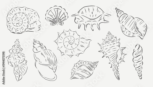 Hand drawn seashell outline collection featuring conch, scallop, spiral, nautilus, murex, and turritella shell varieties on a cream background. Detailed sketch style with fine line texture creates an 
