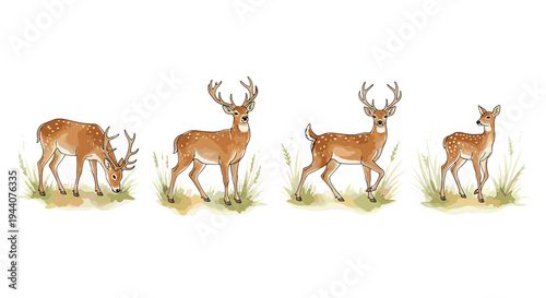 Four spotted deer grazing and standing in a grassy field with watercolor style