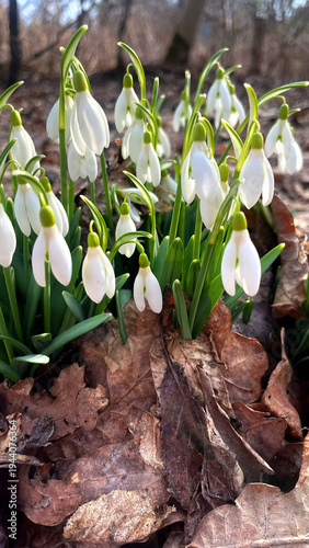 Early spring flowers under the spring  sun 
