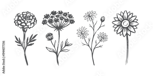 Hand-drawn botanical floral collection with marigold, daisy, yarrow, and sunflower in vintage ink line art style vector illustration