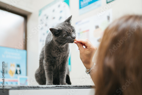 Canvas Print Veterinarian feeding grey cat a treat during checkup