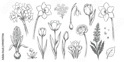 Collection of hand-drawn spring flowers including daffodils and tulips in a vintage botanical sketch style vector illustration set