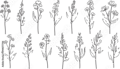 Hand-Drawn Wildflower and Herb Outline Vector Illustrations for Botanical Designs, Nature-Themed Graphics, and Organic Product Packaging