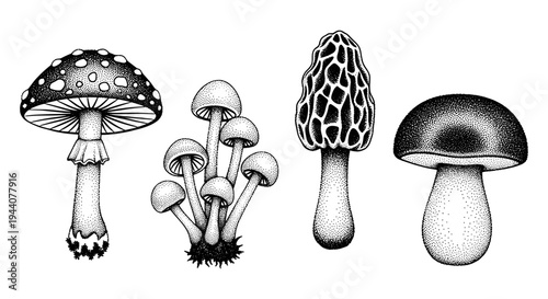 Collection of diverse mushroom species rendered in a stippling art style on a white background
