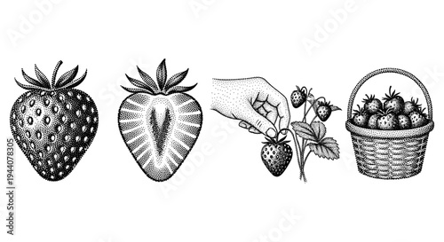 Vintage illustration of strawberries: whole, halved, picked, and in a basket