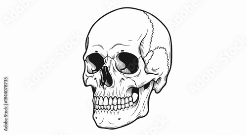 A detailed black and white ink sketch of a human skull, emphasizing its anatomical features