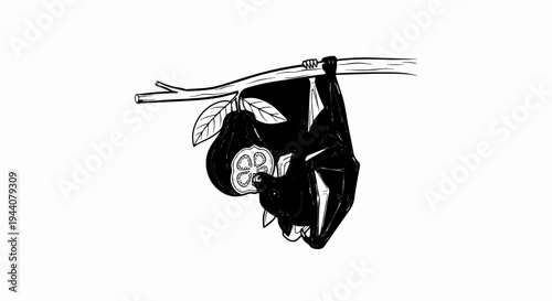 A black bat hangs upside down from a branch, eating a halved fruit