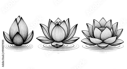 Three delicate lotus flowers in different stages of bloom on rippling water, stippled illustration