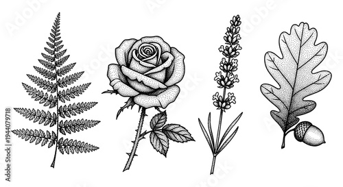 Botanical illustrations of fern, rose, lavender, and oak leaf with acorn in stippling technique