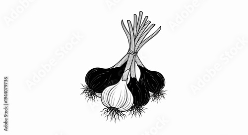 A bunch of black and white onions with roots, tied together by their green tops