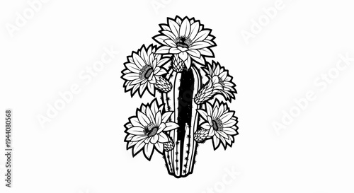 A striking black and white illustration of a cactus with multiple large blossoms