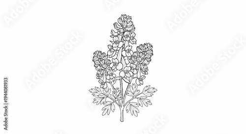 Black and white illustration of a flowering plant with intricate petals and detailed leaves