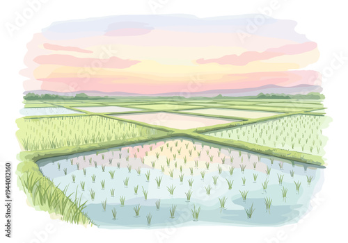 Watercolor illustration of lush green rice paddies under a soft pastel sky at sunrise