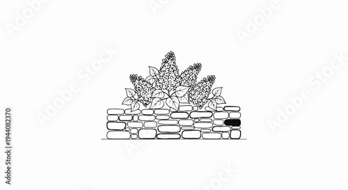 Black and white illustration of lilac flowers blooming over a stone wall